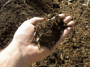 handful of compost